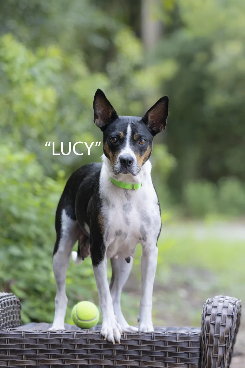 Lucy thumbnail 3
