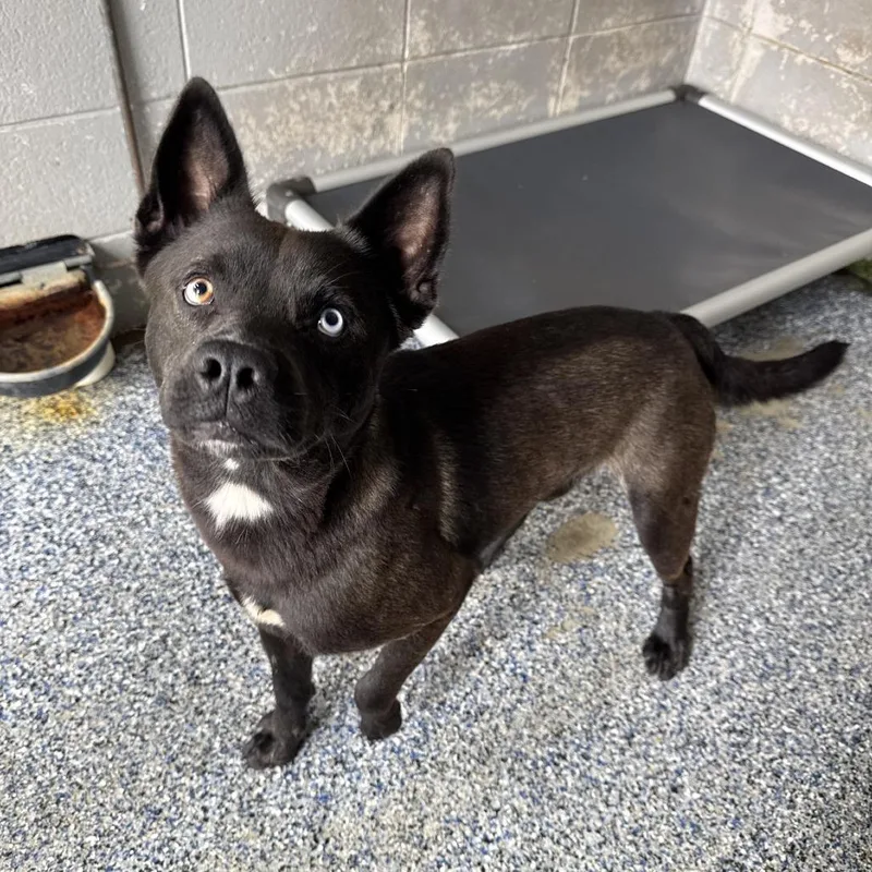 An adult medium-sized male Black Chow Chow dog named Nebula for adoption in Beaumont, TX