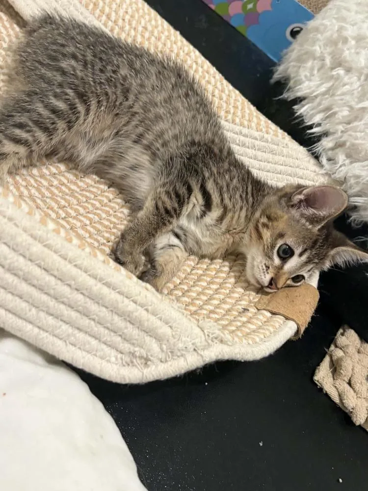 A baby small-sized female Tabby (Brown / Chocolate) Domestic Short Hair cat named Morrigan for adoption in Tucson, AZ