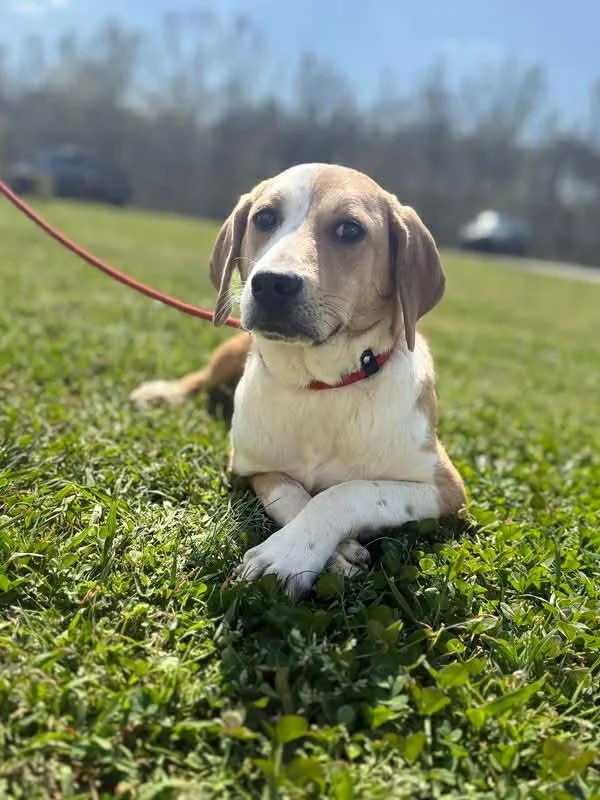 A young small-sized female Beagle dog named Darla Seago for adoption in Saunderstown, RI