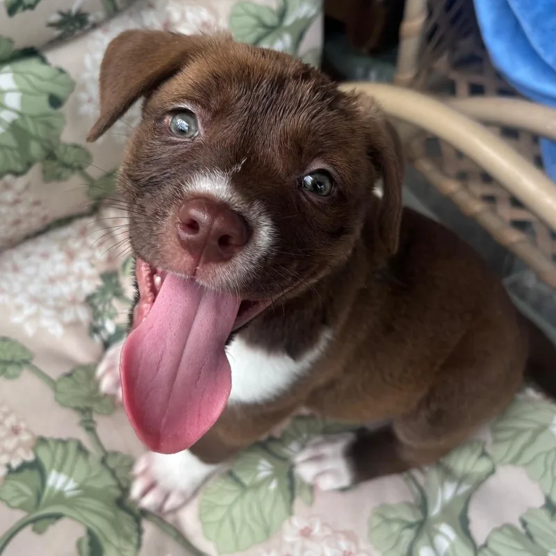 A baby small-sized male Brown / Chocolate Terrier dog named Nico for adoption in Tampa, FL