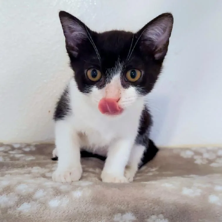 An adult small-sized female Domestic Short Hair cat named Polli for adoption in Aiea, HI
