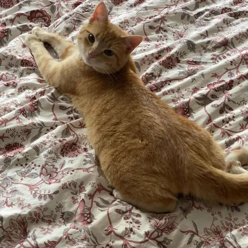 A young medium-sized male Orange / Red American Shorthair cat named Red for adoption in Bronx, NY