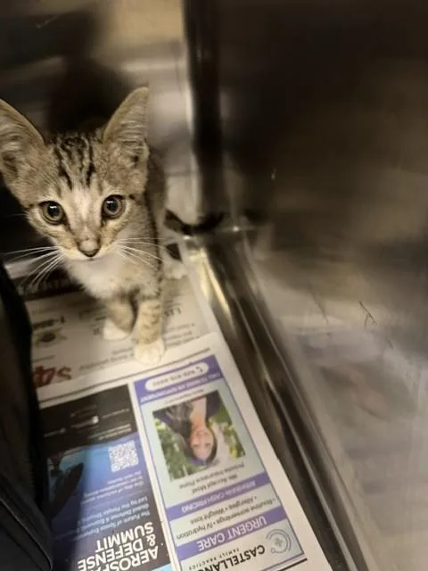 A baby medium-sized male Domestic Short Hair cat named Davis for adoption in Van Nuys, CA