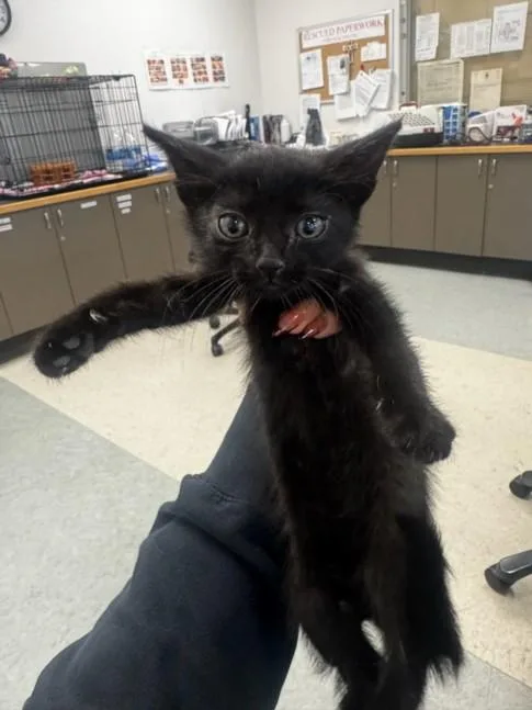 A baby small-sized male Domestic Short Hair cat named Ocean for adoption in Van Nuys, CA