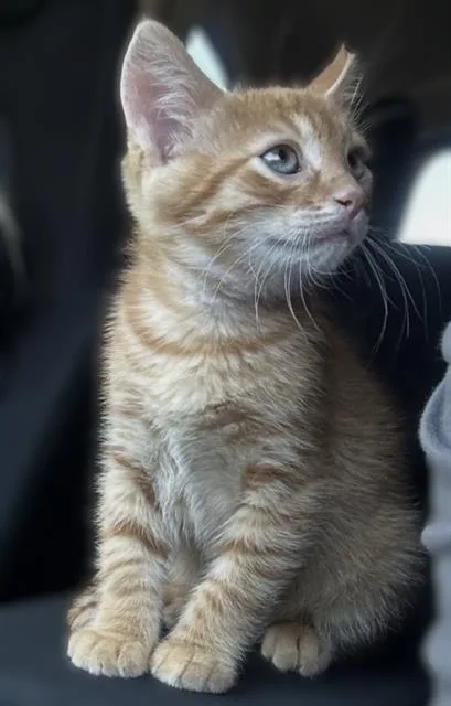 A baby small-sized male Domestic Short Hair cat named Cheeto for adoption in Sacramento, CA