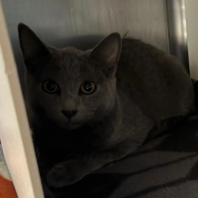 A young medium-sized male Domestic Short Hair cat named Chestnut for adoption in Cedaredge, CO