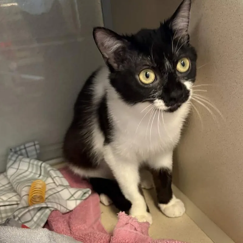 A young medium-sized female Black Domestic Short Hair cat named Mimi for adoption in Gloucester, VA