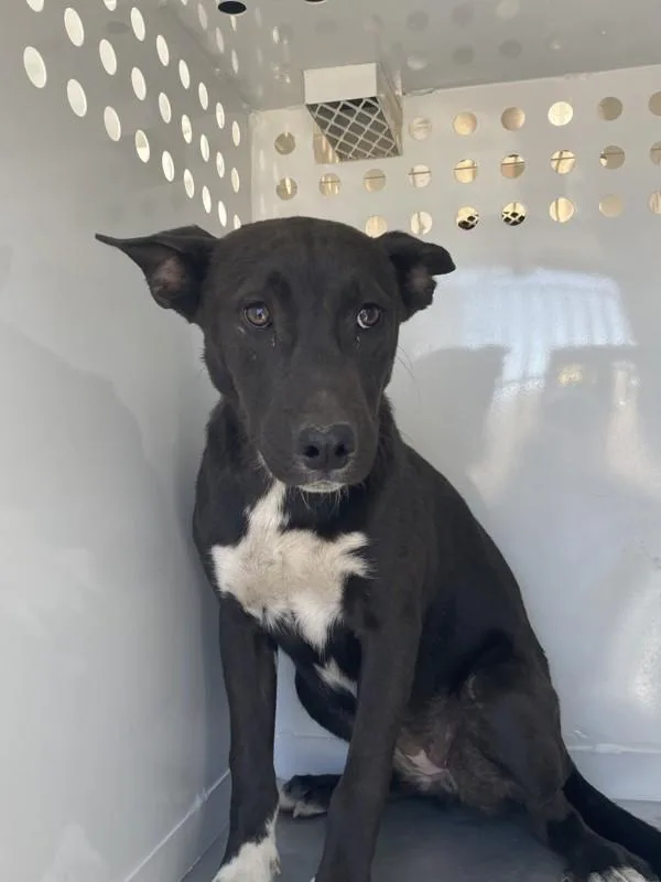 A young medium-sized female Pit Bull Terrier dog named Pebblez for adoption in Victorville, CA