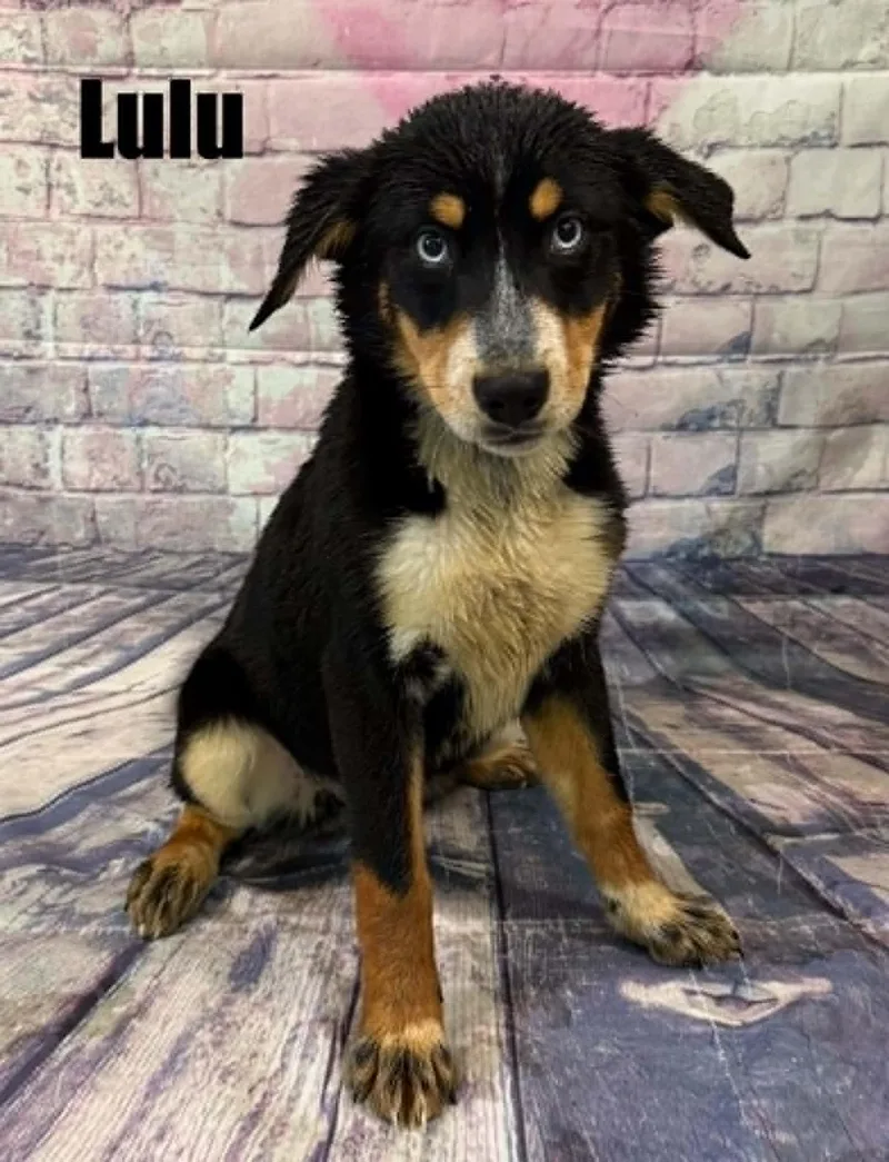Lulu