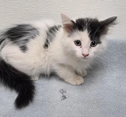 A young small-sized male Domestic Short Hair cat named Shark for adoption in Phoenix, AZ
