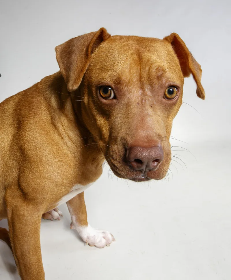 A young medium-sized female Golden Pit Bull Terrier dog named Sunny for adoption in Harvey , LA