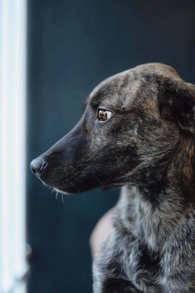 Archie