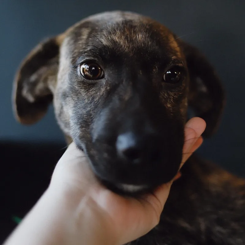 Archie thumbnail 2