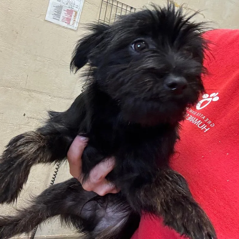 A baby small-sized male Black Terrier dog named Pepper for adoption in Bessemer, AL
