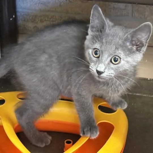 A baby small-sized male Gray / Blue / Silver Domestic Short Hair cat named Beast Boy for adoption in Davenport, IA