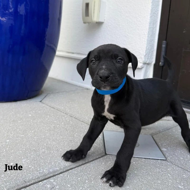 Jude thumbnail 2