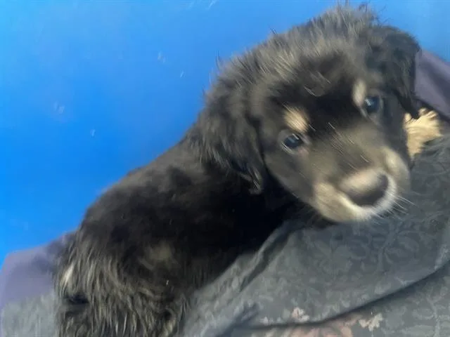 A baby large-sized male Mixed Breed dog named Chippie for adoption in Dallas, TX