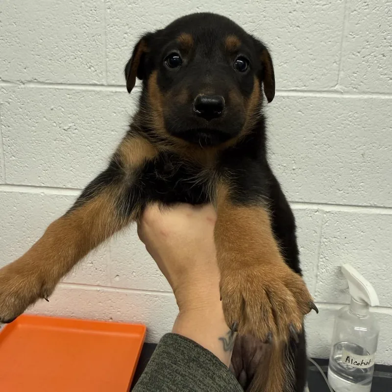 A baby small-sized female Black Dutch Shepherd dog named Venus for adoption in Evensville, TN
