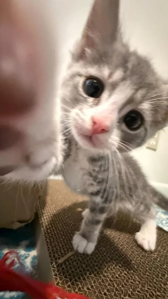 Fluffington