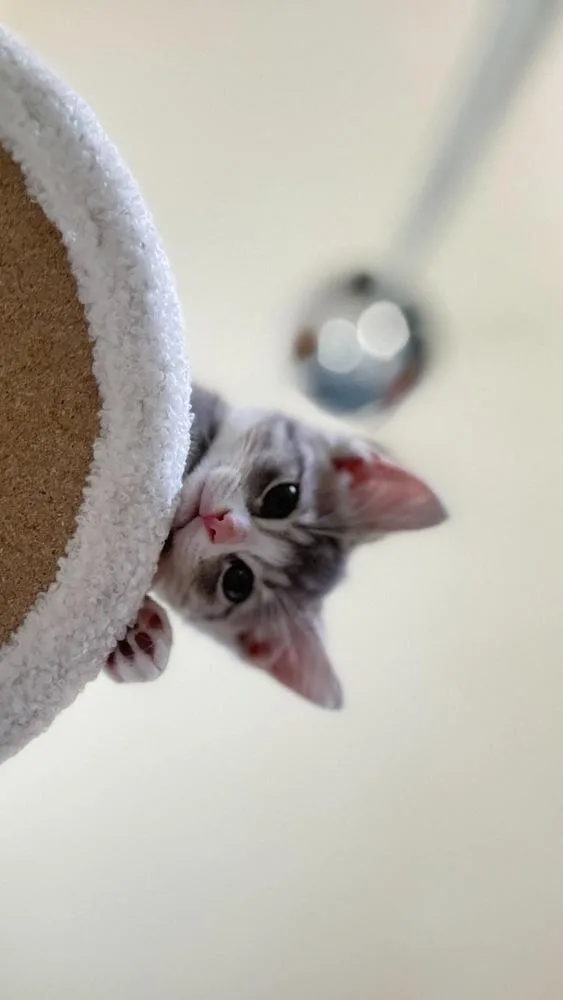 Fluffington thumbnail 2