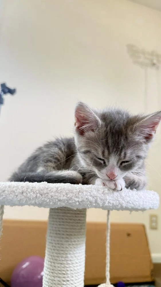 Fluffington thumbnail 3