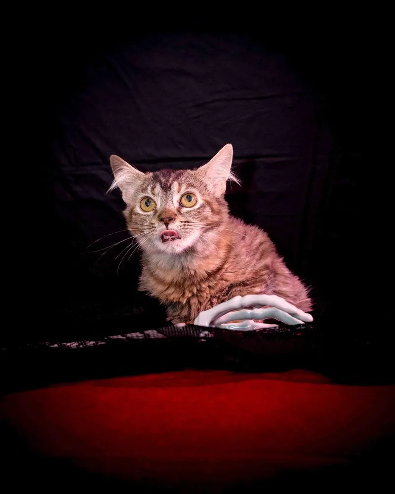 A young medium-sized female Domestic Medium Hair cat named Gizmo for adoption in Jefferson, LA