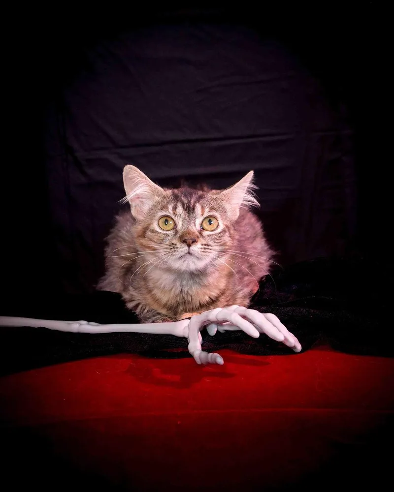 Gizmo thumbnail 2