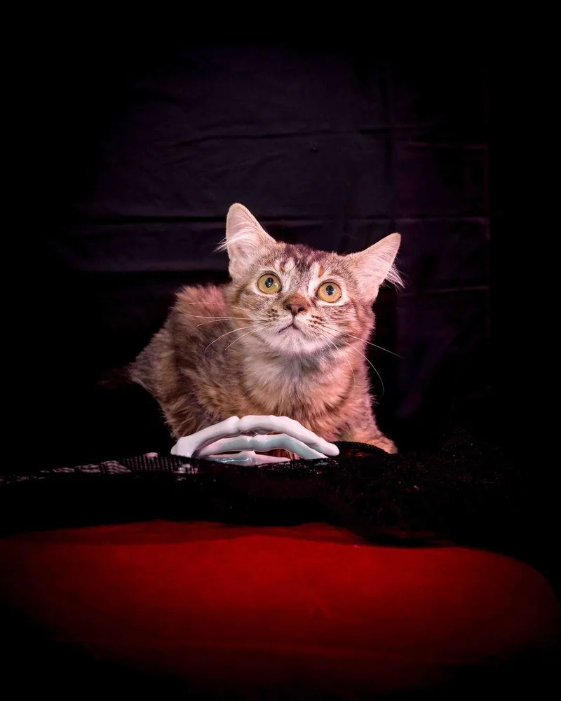 Gizmo thumbnail 3
