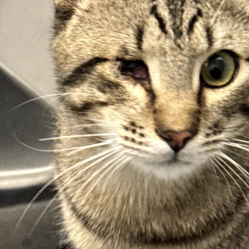 A young large-sized male Tabby (Buff / Tan / Fawn) Tabby cat named Alexander for adoption in Kissimmee, FL