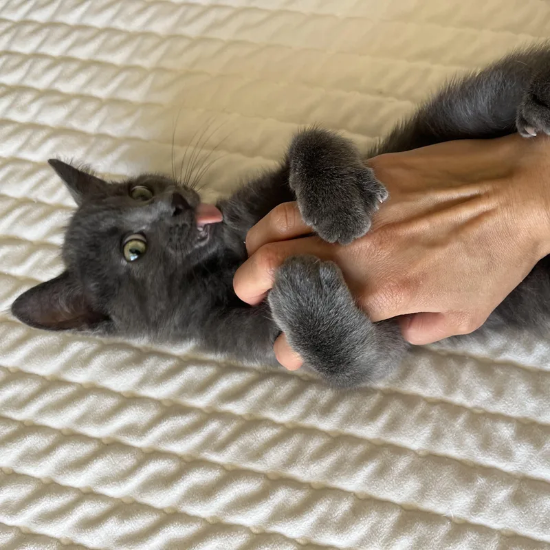 A baby medium-sized male Gray / Blue / Silver Domestic Short Hair cat named Tom for adoption in Norco, CA
