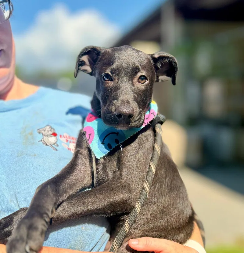 A baby small-sized male Mixed Breed dog named Jupiter for adoption in Ellijay, GA