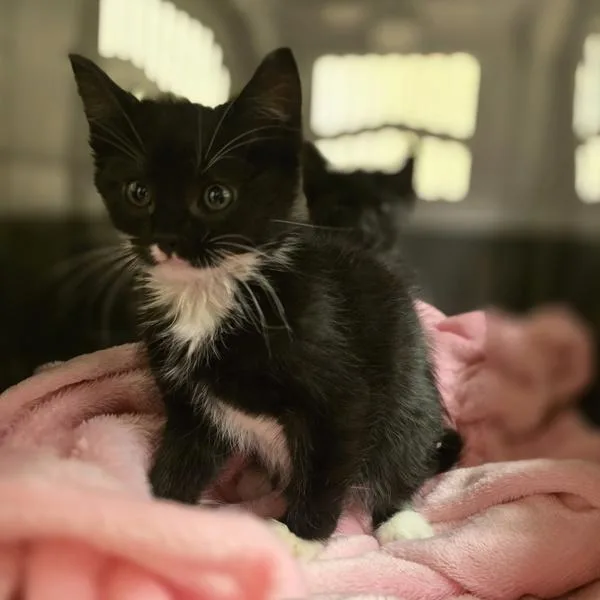 A baby small-sized male Domestic Short Hair cat named Alvin for adoption in Dublin, CA