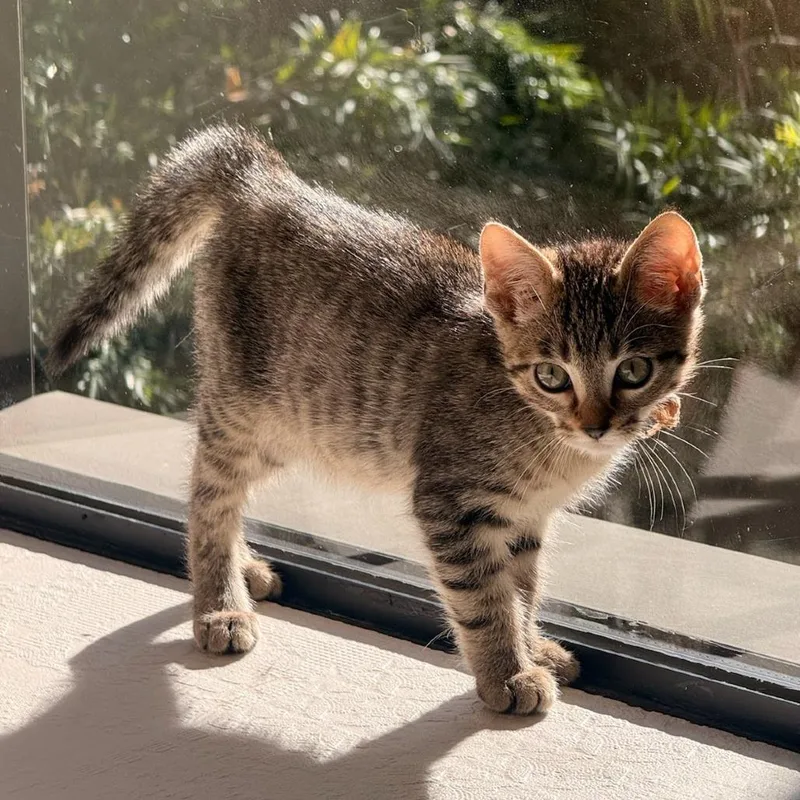 A baby small-sized male Gray / Blue / Silver Domestic Short Hair cat named Caramelo for adoption in Playa Vista, CA