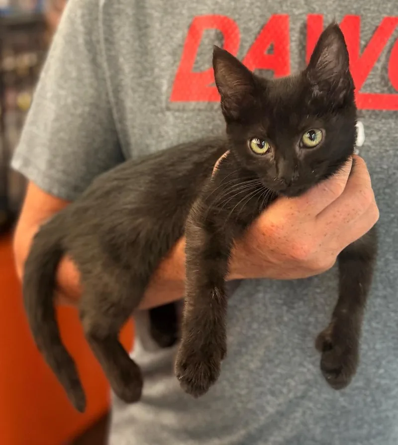 A baby medium-sized female Domestic Short Hair cat named Carol for adoption in Cumming, GA