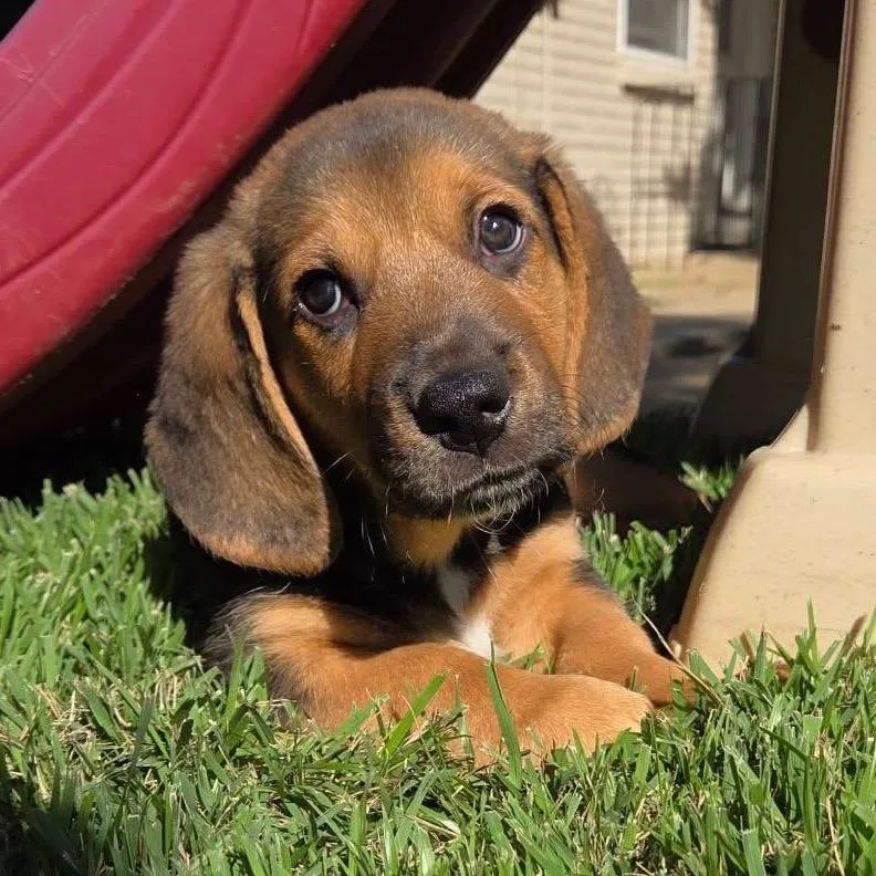A baby medium-sized male Basset Hound dog named Cinnamon Waffle for adoption in Allen, TX