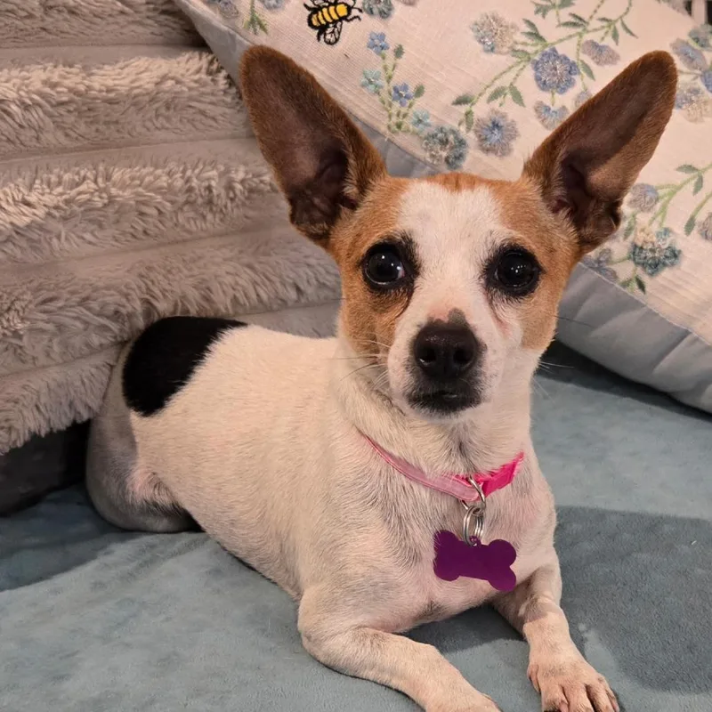 Pixie Lou thumbnail 2