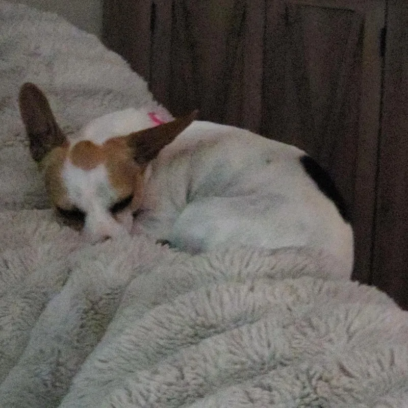 Pixie Lou thumbnail 3