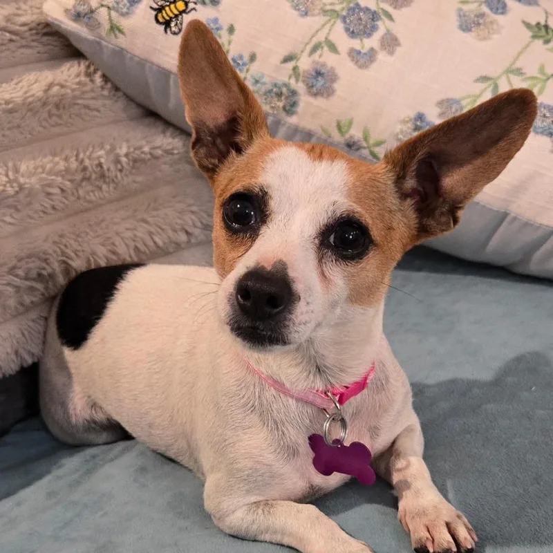 Pixie Lou thumbnail 4