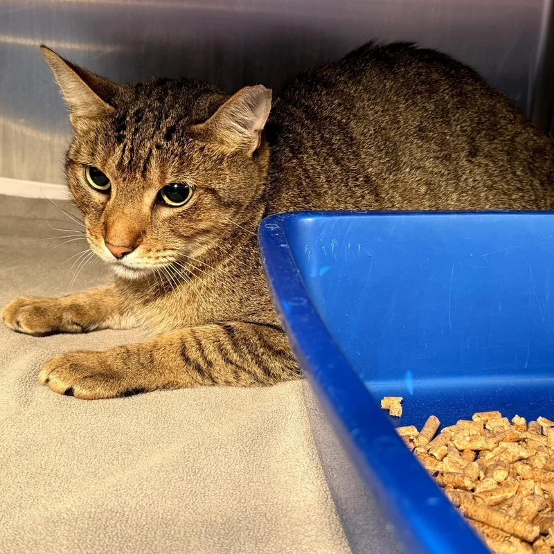 An adult medium-sized male Brown / Chocolate Domestic Short Hair cat named Sesame for adoption in Melrose, FL