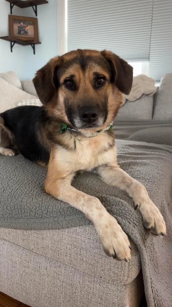 A young medium-sized male German Shepherd Dog dog named Augie for adoption in Gloversville, NY