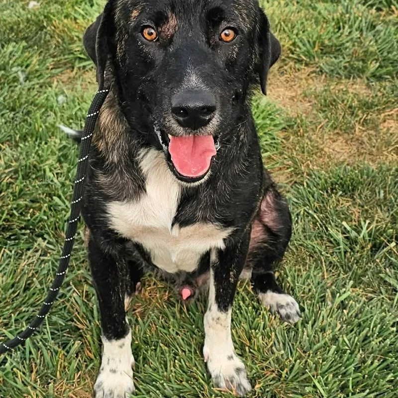 A young large-sized male Shepherd dog named Broc for adoption in Minooka, IL
