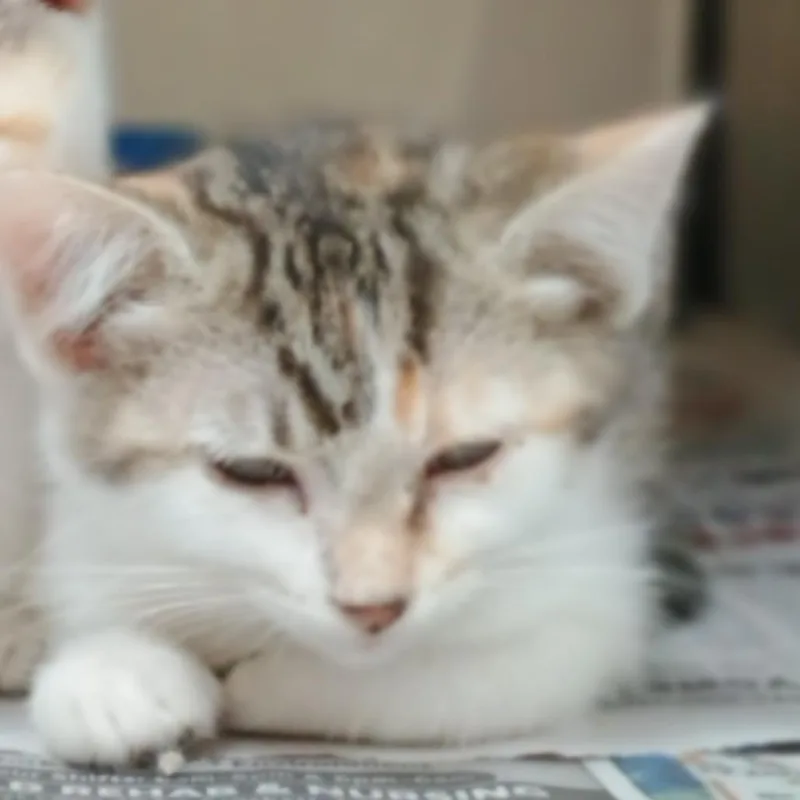 A baby small-sized female Calico Domestic Short Hair cat named Pixie for adoption in Palestine, TX
