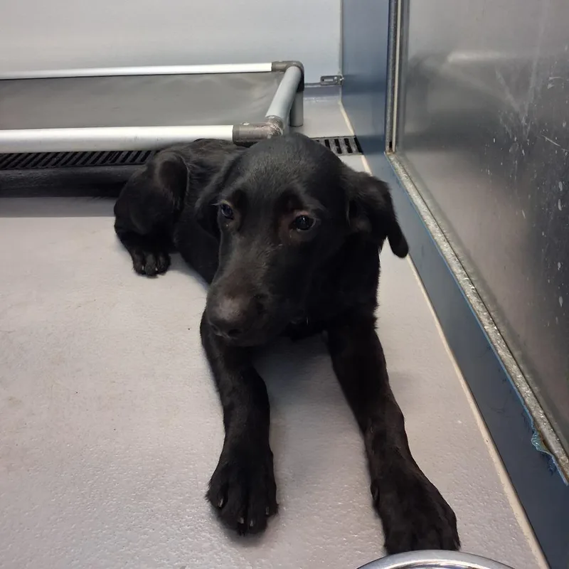 A baby large-sized male Mixed Breed dog named Mort for adoption in Auburn, AL