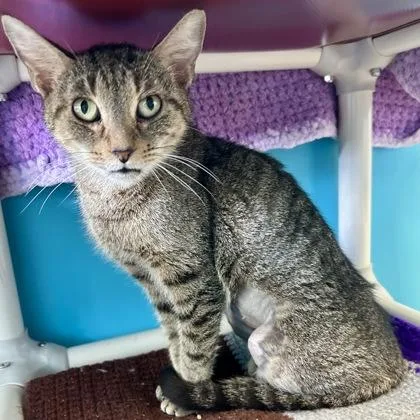 An adult medium-sized female Domestic Short Hair cat named Nala for adoption in East Montpelier, VT