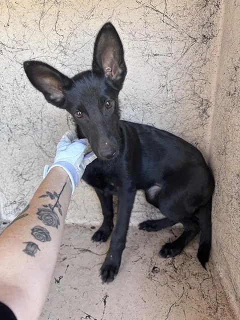 A baby small-sized female Belgian Shepherd / Malinois dog named A for adoption in Oklahoma City, OK