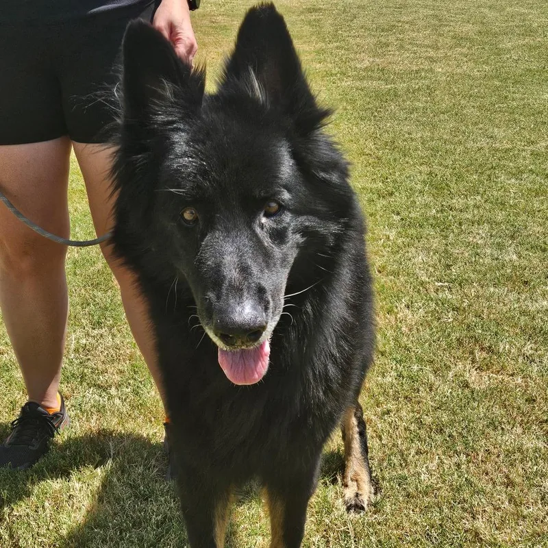 An adult large-sized male German Shepherd Dog dog named Rex for adoption in Tulsa, OK