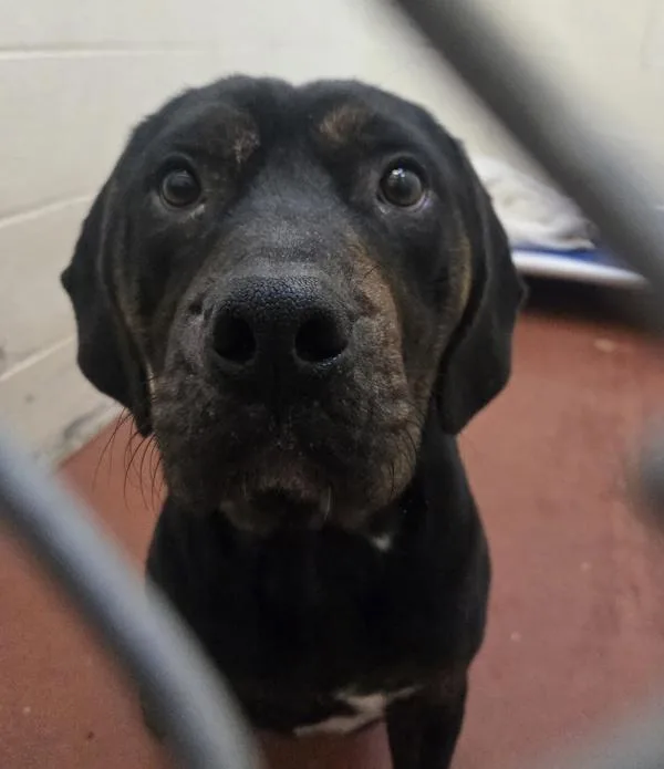 A young small-sized male Rottweiler dog named Stormy for adoption in Salisbury, MD
