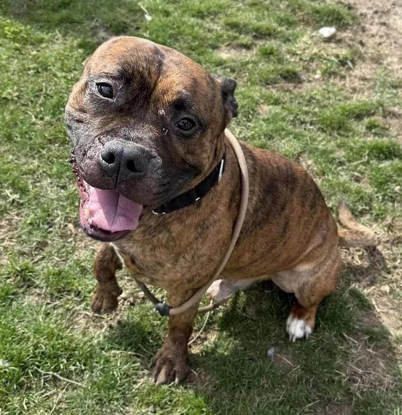 A young medium-sized male Brindle Pit Bull Terrier dog named Caesar for adoption in Euclid, OH