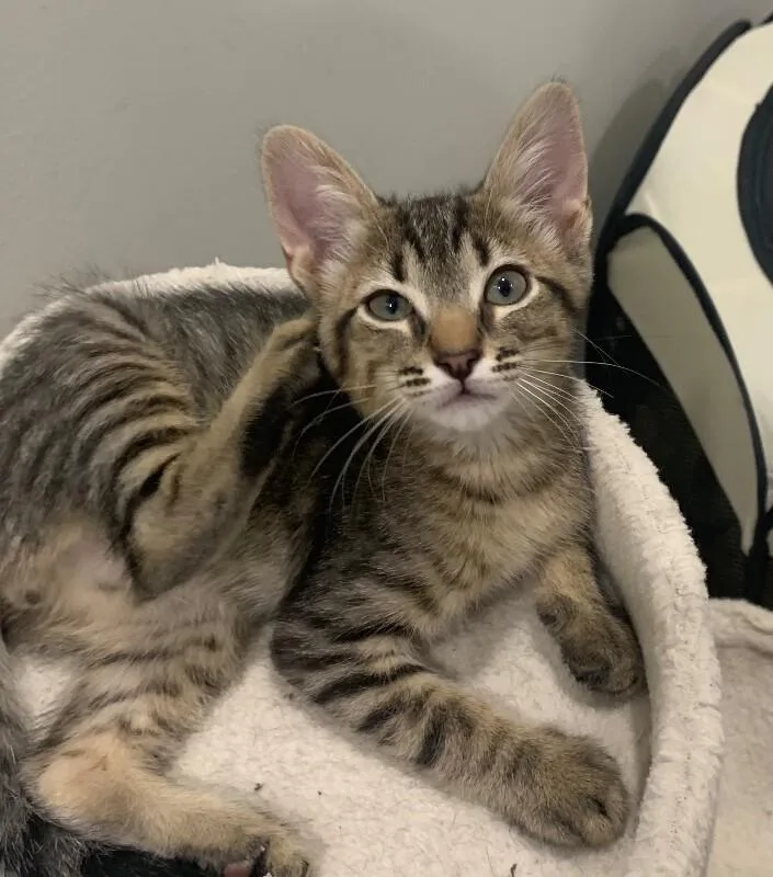 A baby medium-sized male Gray & White Tabby cat named Slim Jim Snack for adoption in Anthem, AZ